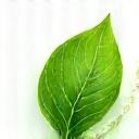 A green leaf icon made of water droplets.